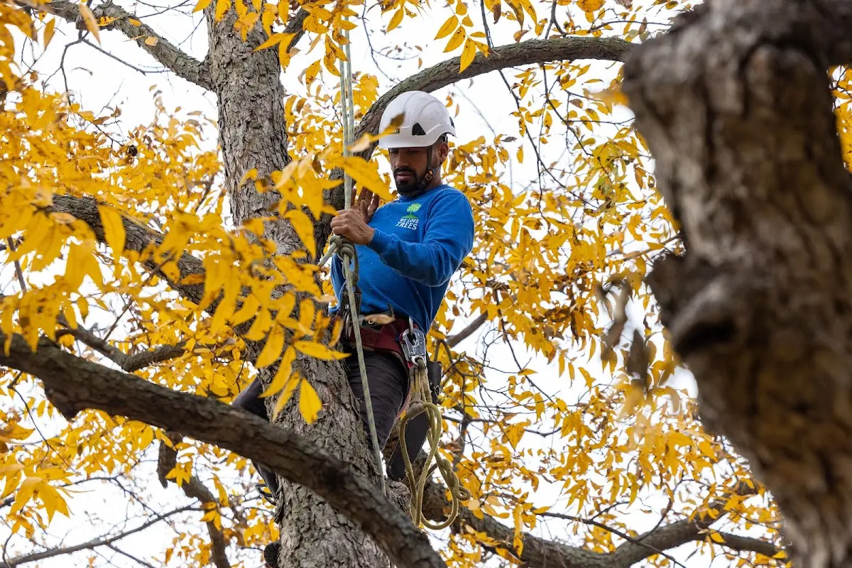 Skilled Storm Damage Cleanup crew working in Sterling